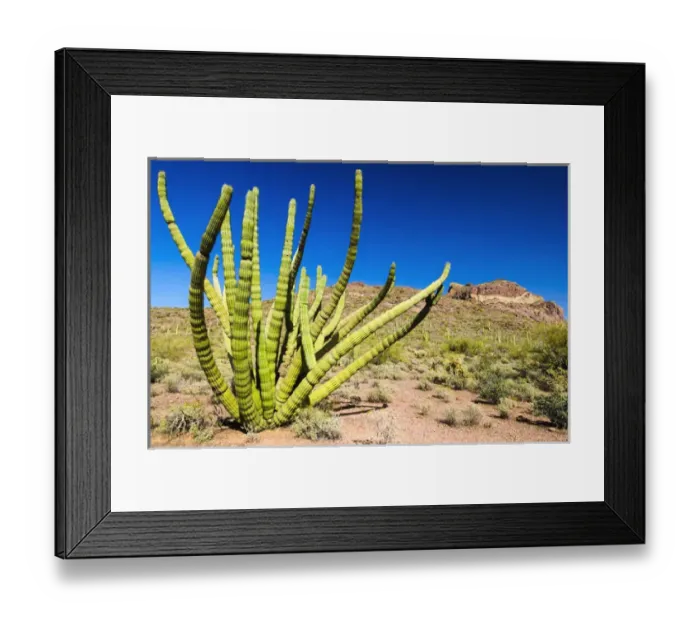 Framed Print : Organ pipe cactus in the Ajo Mountains, Organ Pipe Cactus National Monument, Arizona USA Framed Print : Organ pipe cactus in the Ajo Mountains, Organ Pipe Cactus National Monument, Arizona USA