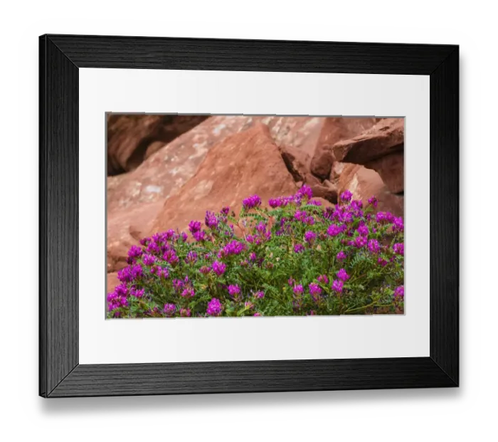 Framed Print : Wildflowers, Canyon de Chelly National Monument, Arizona USA Framed Print : Wildflowers, Canyon de Chelly National Monument, Arizona USA