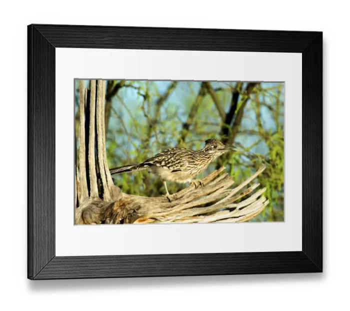 Framed Print : The greater roadrunner (Geococcyx californianus) is a long-legged bird in the cuckoo Framed Print : The greater roadrunner (Geococcyx californianus) is a long-legged bird in the cuckoo