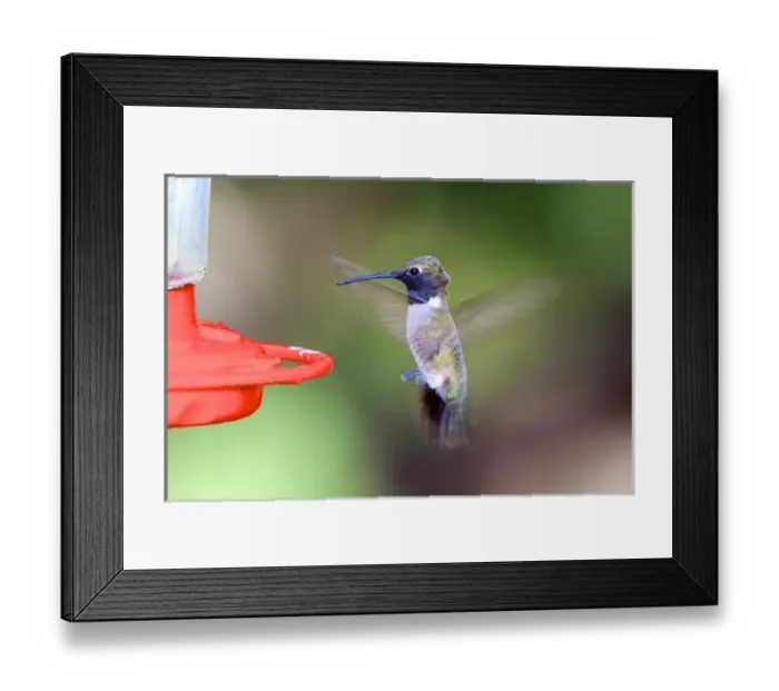 Framed Print : A black-chinned hummingbird male (Archilochus alexandri), one of the smallest of Framed Print : A black-chinned hummingbird male (Archilochus alexandri), one of the smallest of