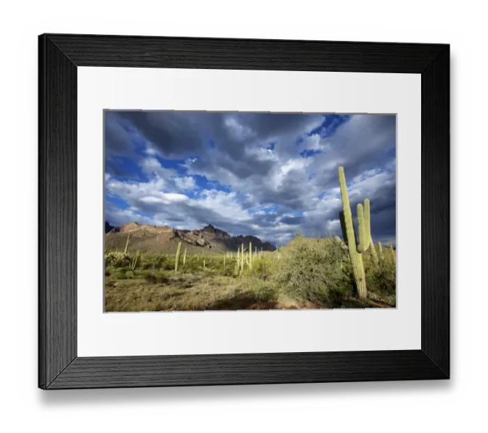 Framed Print : Organ Pipe Cactus National Monument: Ajo Mountain Drive winds through the desert forest of Saguaro Framed Print : Organ Pipe Cactus National Monument: Ajo Mountain Drive winds through the desert forest of Saguaro