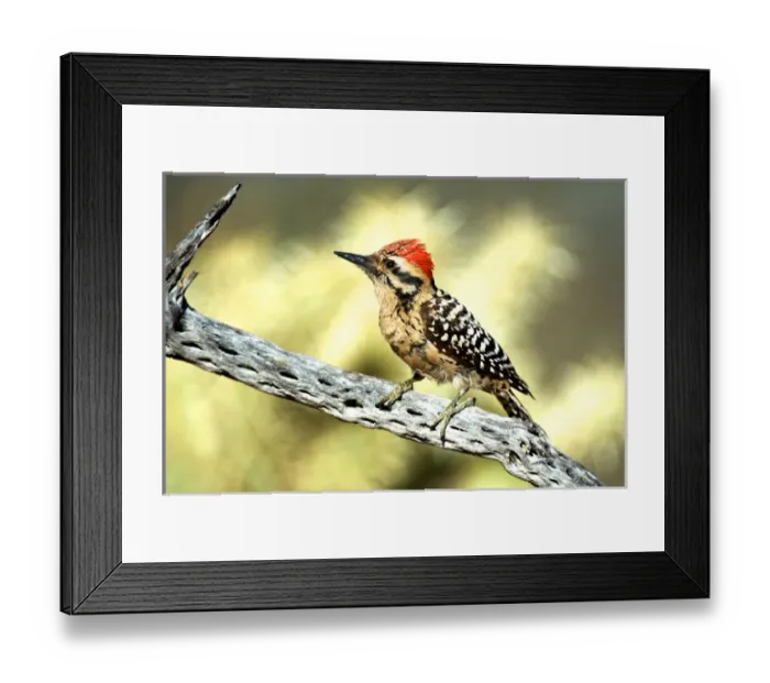 Framed Print : A ladder-backed woodpecker perched on a Cholla cactus Ladder-backed woodpecker Framed Print : A ladder-backed woodpecker perched on a Cholla cactus Ladder-backed woodpecker