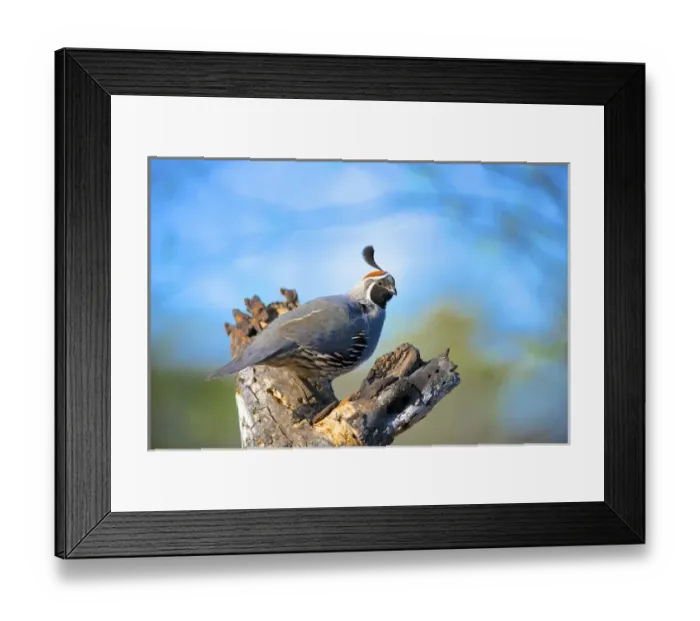 Framed Print : The Gambels quail (Callipepla gambelii) inhabits the desert regions of the USA Southwest