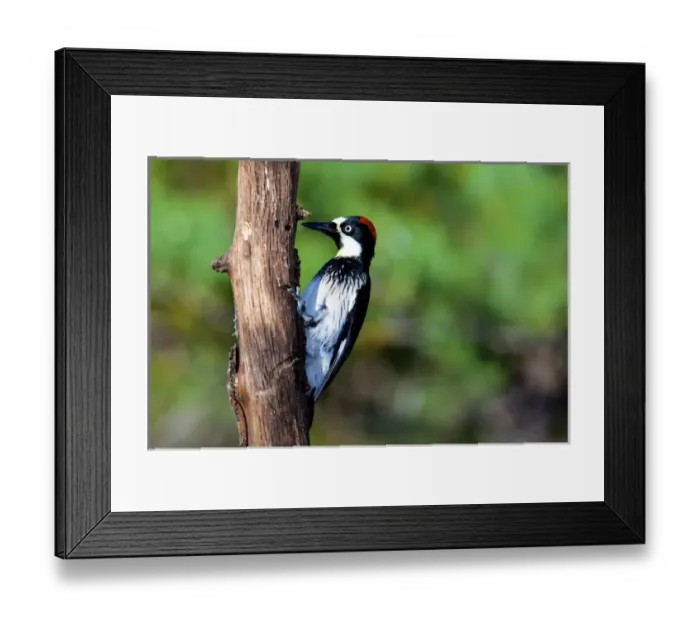 Framed Print : The acorn woodpecker female (Melanerpes formicivorus) searching for food Framed Print : The acorn woodpecker female (Melanerpes formicivorus) searching for food