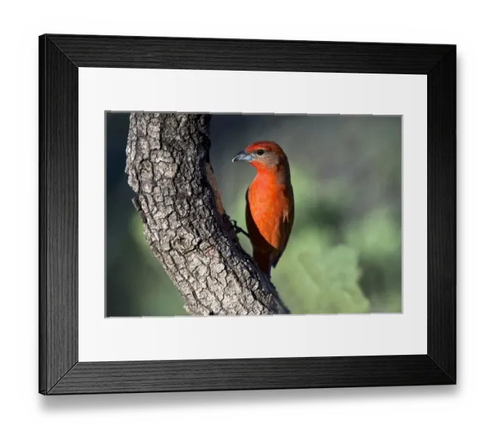 Framed Print : The hepatic tanager (Piranga flava), a medium-sized American songbird, feeding on sap
