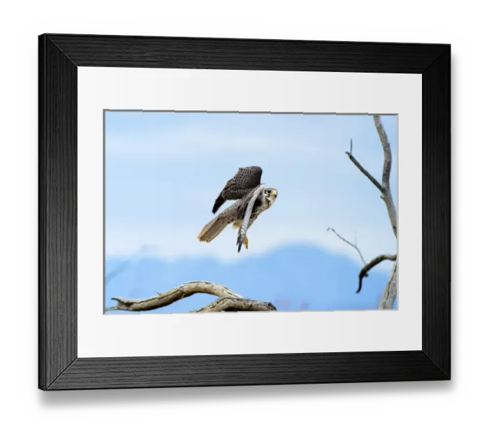 Framed Print : The peregrine falcon (Falco peregrinus), also known as the peregrine and historically Framed Print : The peregrine falcon (Falco peregrinus), also known as the peregrine and historically
