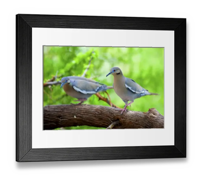 Framed Print : The pair of white-winged doves (Zenaida asiatica) perched on a branch Framed Print : The pair of white-winged doves (Zenaida asiatica) perched on a branch