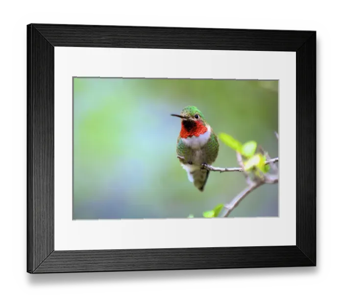 Framed Print : A Ruby-throated Hummingbird (Archilochus colubris), one of the most common of the hummers