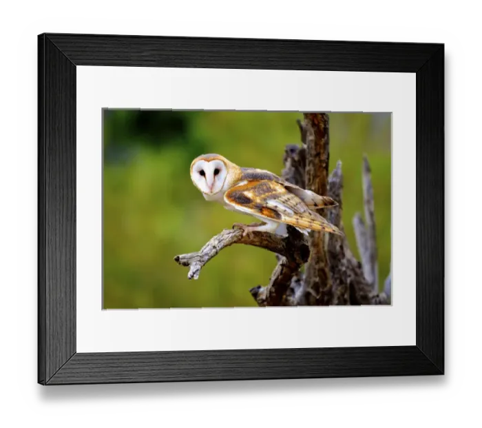 Framed Print : A barn owl, (tyto alba) perching Framed Print : A barn owl, (tyto alba) perching