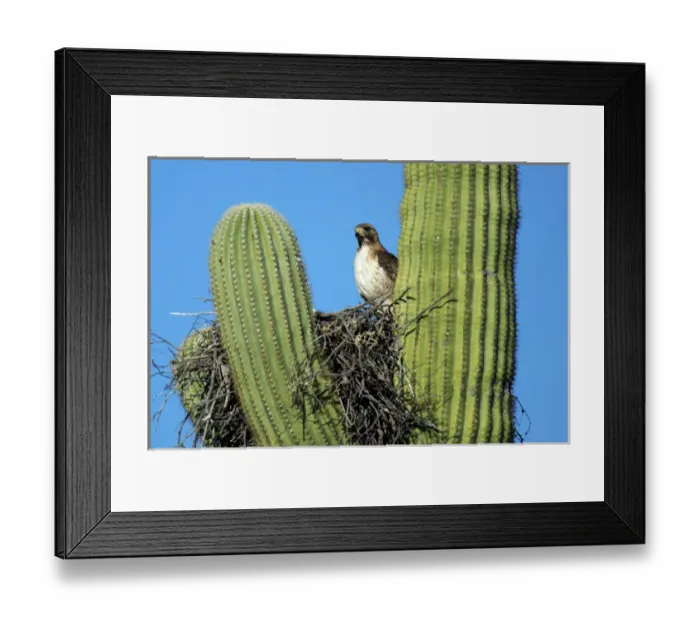 Framed Print : A pale morph red-tailed hawk (Buteo jamaicensis) nests in the arms of a saguaro cactus Framed Print : A pale morph red-tailed hawk (Buteo jamaicensis) nests in the arms of a saguaro cactus