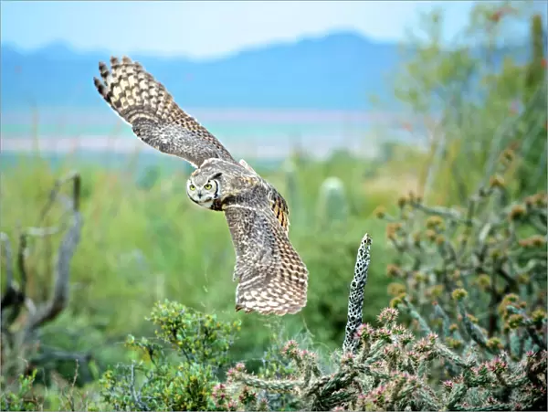 The great horned owl (Bubo virginianus), also known as the tiger owl, is a large