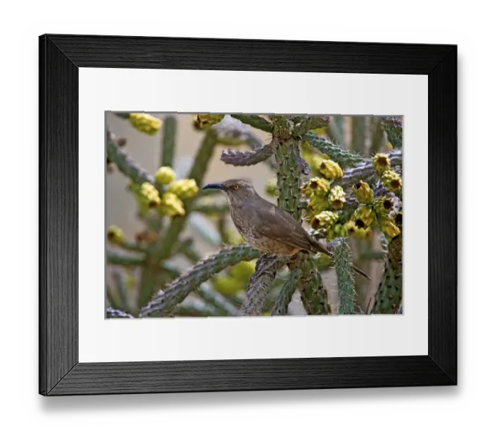 Framed Print : A curve-billed thrasher (toxostoma curvirostre) in a fruiting cholla cactus Framed Print : A curve-billed thrasher (toxostoma curvirostre) in a fruiting cholla cactus