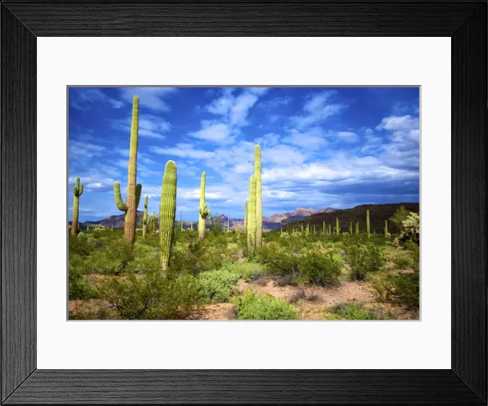 Framed Print : Organ Pipe Cactus National Monument: Ajo Mountain Drive winds through the desert forest of Saguaro