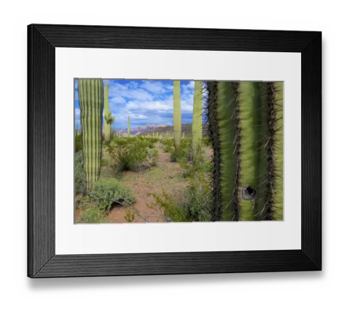 Framed Print : Organ Pipe Cactus National Monument: Ajo Mountain Drive winds through the desert forest of Saguaro Framed Print : Organ Pipe Cactus National Monument: Ajo Mountain Drive winds through the desert forest of Saguaro