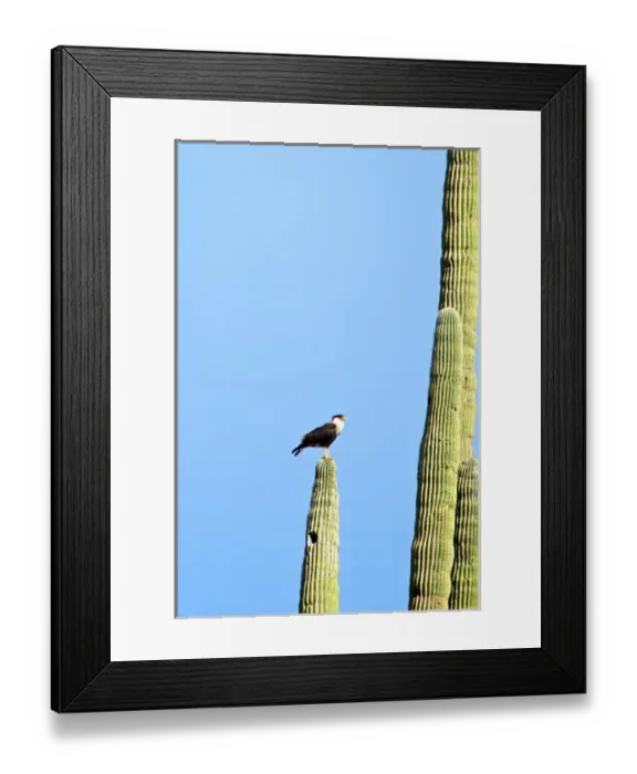 Framed Print : Crested Caracara (Caracara cheriway), perched on a saguaro cactus
