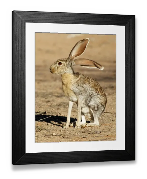 Framed Print : Antelope Jackrabbit (lepus alleni). It is the largest of the North American hares Framed Print : Antelope Jackrabbit (lepus alleni). It is the largest of the North American hares