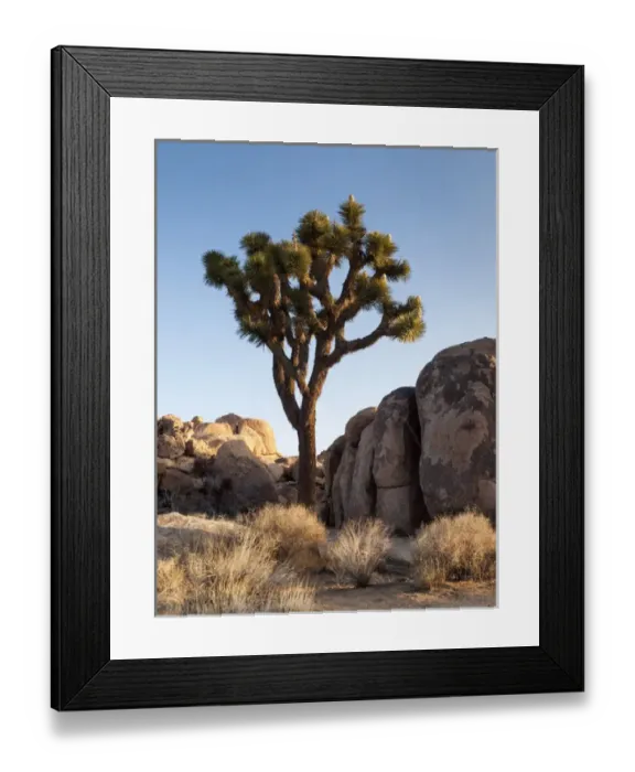 Framed Print : USA, California, Joshua Tree National Park, Joshua tree lit by early morning sun Framed Print : USA, California, Joshua Tree National Park, Joshua tree lit by early morning sun