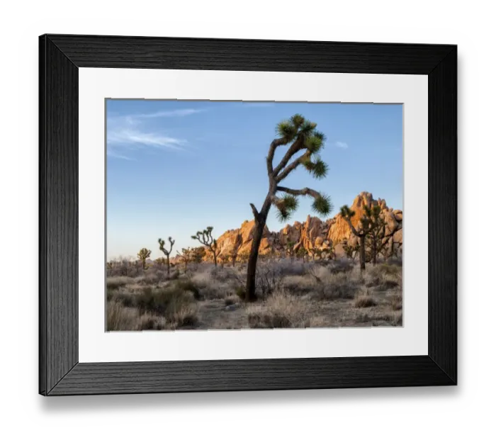 Framed Print : USA, California, Joshua Tree National Park, Lowering sun lights up rocks Framed Print : USA, California, Joshua Tree National Park, Lowering sun lights up rocks