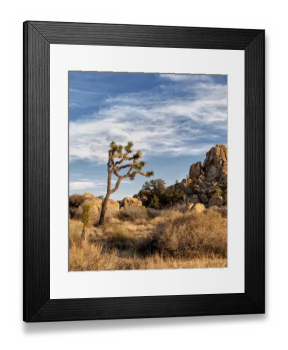 Framed Print : USA, California, Joshua Tree National Park, Joshua trees in Mojave Desert