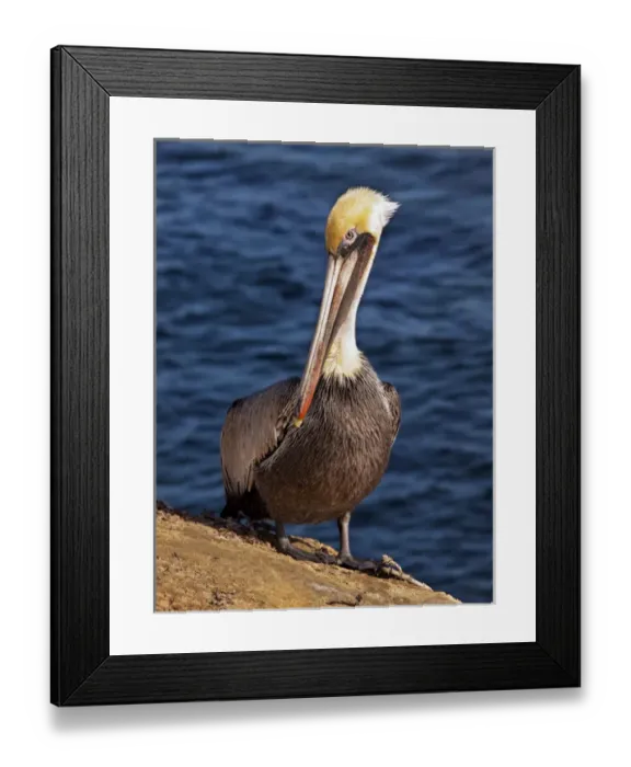 Framed Print : USA, California, La Jolla, Brown pelican with breeding plummage near La Jolla Cove Framed Print : USA, California, La Jolla, Brown pelican with breeding plummage near La Jolla Cove