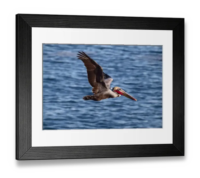 Framed Print : USA, California, La Jolla, Brown pelican with breeding plummage near La Jolla Cove Framed Print : USA, California, La Jolla, Brown pelican with breeding plummage near La Jolla Cove