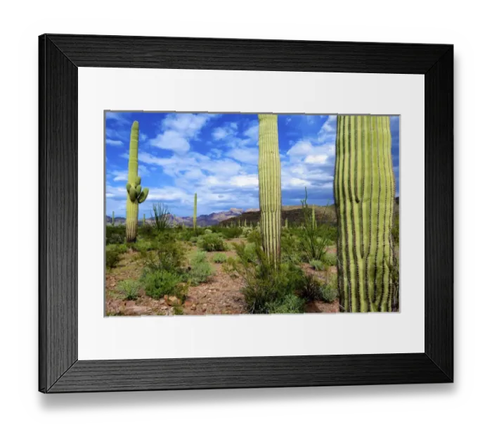 Framed Print : Organ Pipe Cactus National Monument: Ajo Mountain Drive winds through the desert forest of Saguaro Framed Print : Organ Pipe Cactus National Monument: Ajo Mountain Drive winds through the desert forest of Saguaro