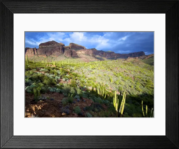 Framed Print : Organ Pipe Cactus National Monument: Ajo Mountain Drive winds through the desert forest of Saguaro Framed Print : Organ Pipe Cactus National Monument: Ajo Mountain Drive winds through the desert forest of Saguaro
