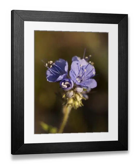 Framed Print : USA, California, Anza-Borrego Desert State Park, Wild heliotrope (phacelia [phacelia