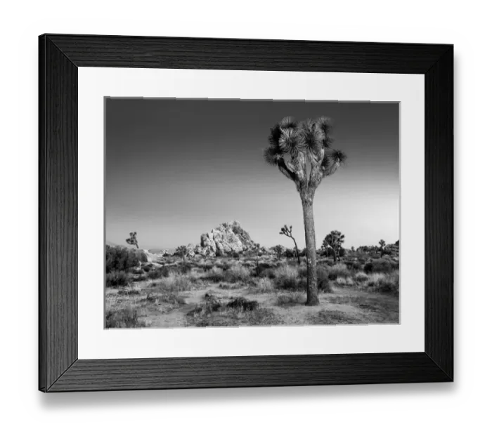 Framed Print : USA, California, Joshua Tree National Park, Dawn and Joshua trees