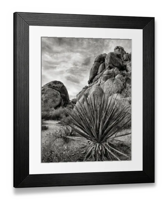 Framed Print : USA, California, Joshua Tree National Park, Mojave Yucca plant, also called Spanish Framed Print : USA, California, Joshua Tree National Park, Mojave Yucca plant, also called Spanish