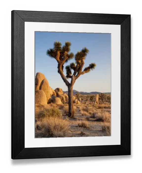 Framed Print : USA, California, Joshua Tree National Park, Late afternoon at Hidden Valley Framed Print : USA, California, Joshua Tree National Park, Late afternoon at Hidden Valley