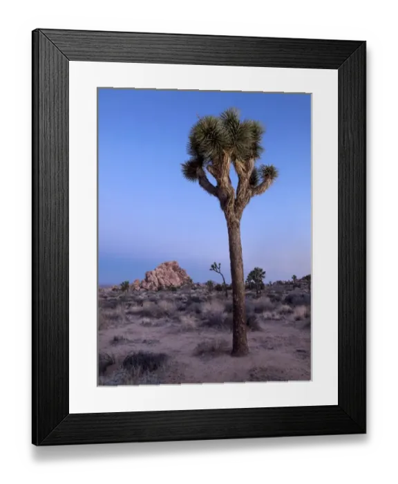 Framed Print : USA, California, Joshua Tree National Park, Dawn and Joshua trees Framed Print : USA, California, Joshua Tree National Park, Dawn and Joshua trees
