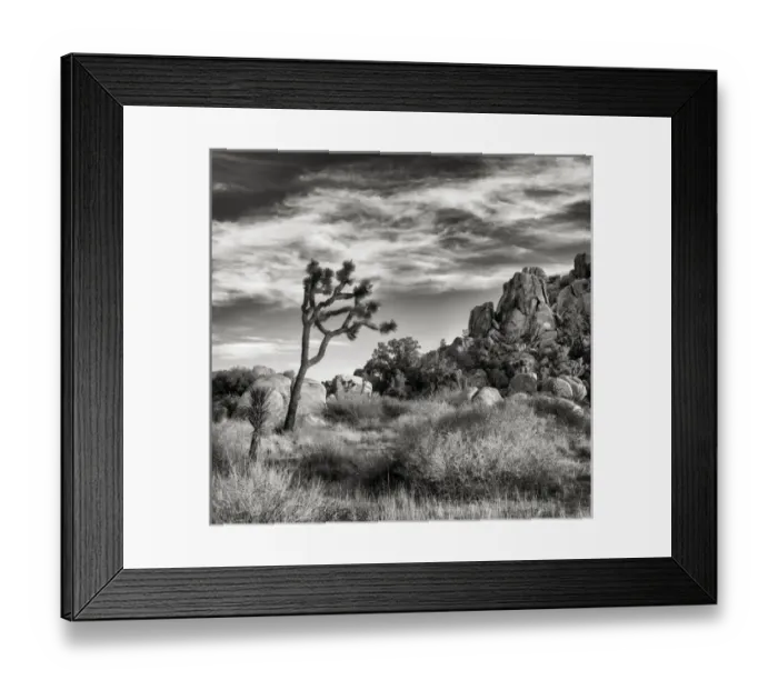 Framed Print : USA, California, Joshua Tree National Park, Joshua tree in Mojave Desert
