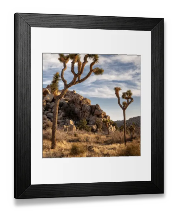 Framed Print : USA, California, Joshua Tree National Park, Joshua trees in Mojave Desert