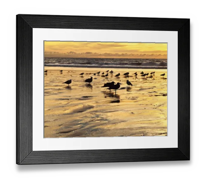 Framed Print : USA, California, Encinitas, Sea gulls on Moonlight Beach at sunset Framed Print : USA, California, Encinitas, Sea gulls on Moonlight Beach at sunset