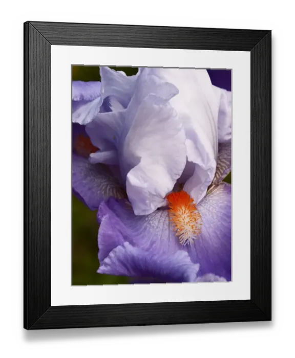 Framed Print : USA, California, San Diego, Bearded iris Framed Print : USA, California, San Diego, Bearded iris