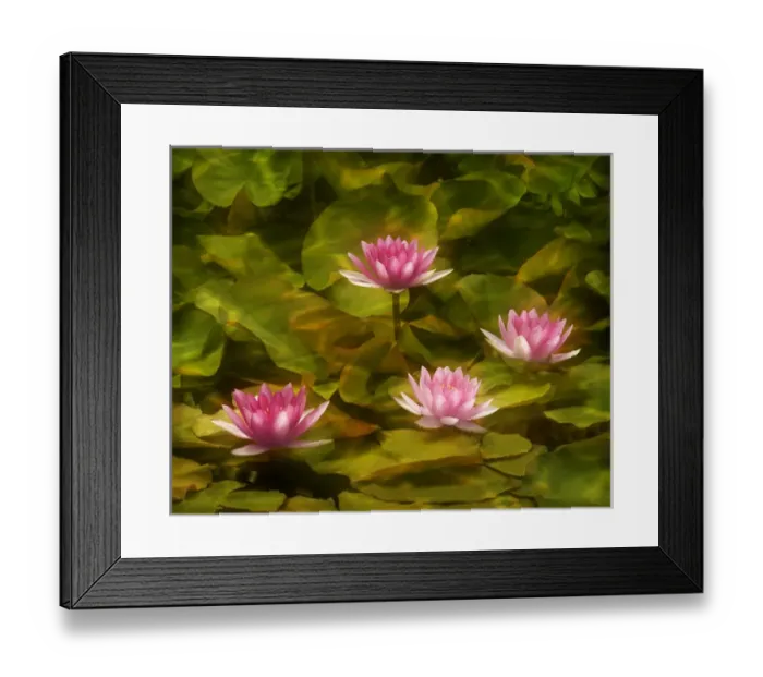 Framed Print : USA, California, San Diego, Water lilies with water texture added Framed Print : USA, California, San Diego, Water lilies with water texture added