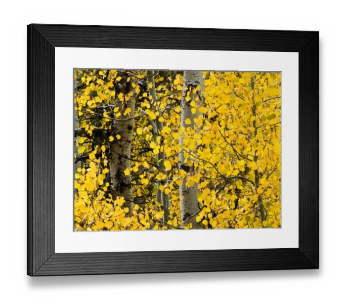 Framed Print : USA, California, Eastern Sierra, Aspen trees during autumn in Lundy Canyon Framed Print : USA, California, Eastern Sierra, Aspen trees during autumn in Lundy Canyon