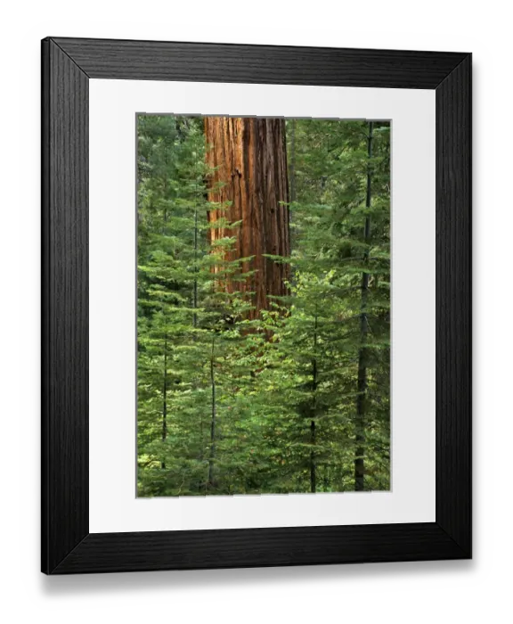 Framed Print : USA, California, Yosemite National Park, Giant sequoia in Tuolumne Grove