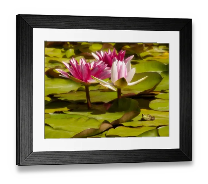 Framed Print : USA, California, San Diego, Water lilies with little frog Framed Print : USA, California, San Diego, Water lilies with little frog