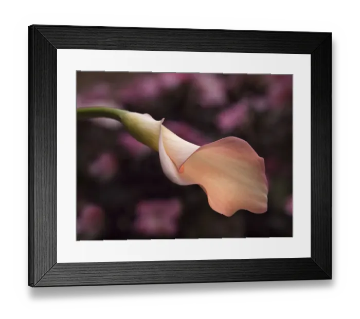 Framed Print : USA, California, San Diego, Pink calla lily Framed Print : USA, California, San Diego, Pink calla lily