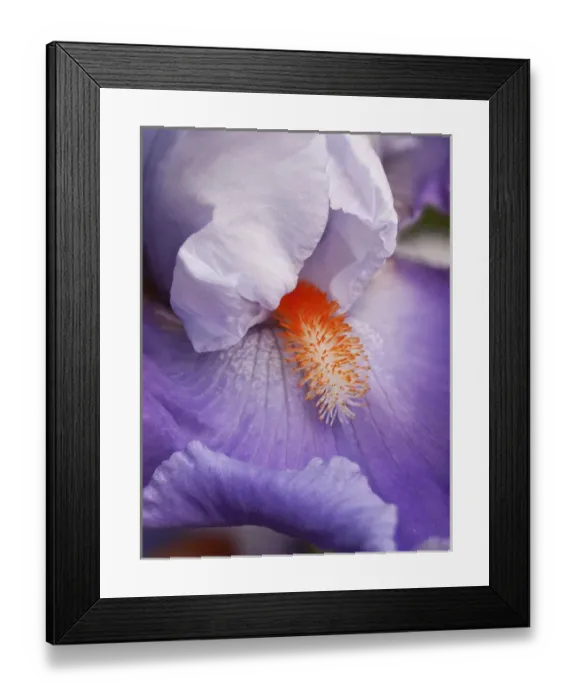 Framed Print : USA, California, San Diego, Bearded iris Framed Print : USA, California, San Diego, Bearded iris