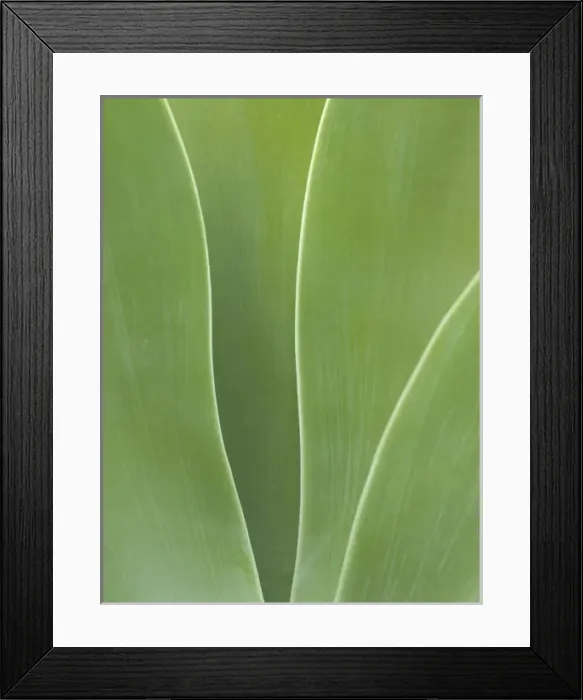 Framed Print : USA, California, San Diego, Agave in Balboa Park Framed Print : USA, California, San Diego, Agave in Balboa Park