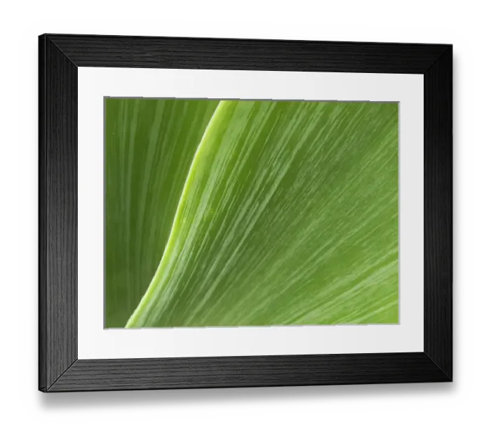 Framed Print : USA, California, San Diego, Close-up of agave plant Framed Print : USA, California, San Diego, Close-up of agave plant