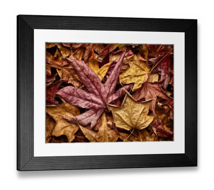 Framed Print : USA, California, San Diego, Autumn leaves