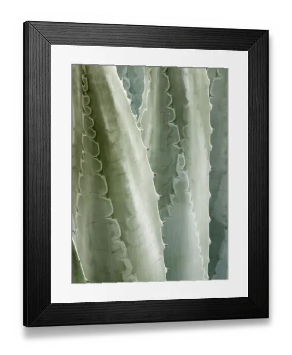 Framed Print : USA, California, San Diego, Close-up of Agave Americana Framed Print : USA, California, San Diego, Close-up of Agave Americana