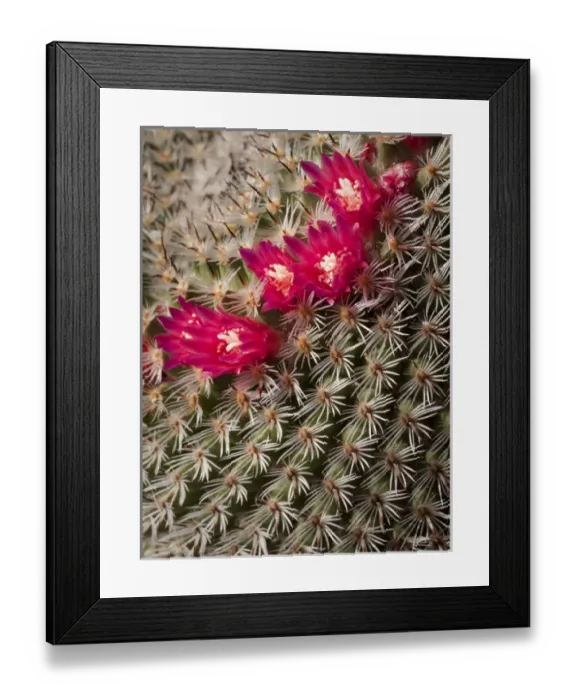Framed Print : USA, California, San Diego, Tiny blooms on cactus Framed Print : USA, California, San Diego, Tiny blooms on cactus