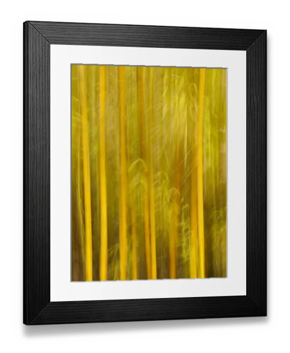 Framed Print : USA, California, San Diego, Bamboo trees blurred with camera Framed Print : USA, California, San Diego, Bamboo trees blurred with camera