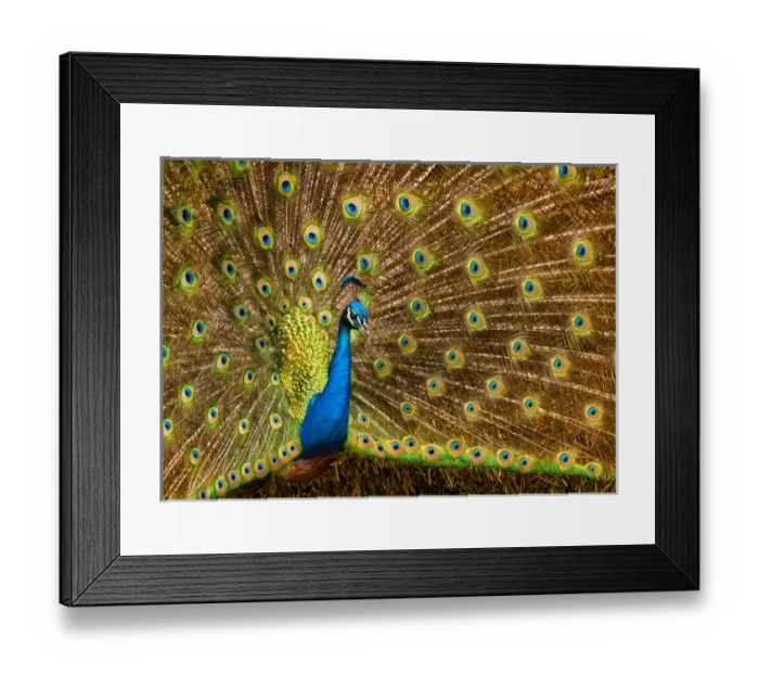 Framed Print : USA, California, Carlsbad, Leo Carrillo Ranch, Peacock in spring Framed Print : USA, California, Carlsbad, Leo Carrillo Ranch, Peacock in spring