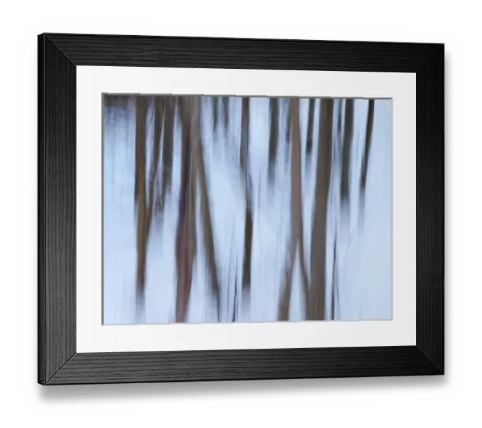Framed Print : USA, California, Eastern Sierra, Mammoth Lakes, Abstract of young aspen trees in Framed Print : USA, California, Eastern Sierra, Mammoth Lakes, Abstract of young aspen trees in